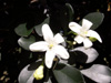 Fleurs Buis de Chine ou oranger jasmin - Murraya paniculata