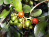 Fruits Buis de Chine ou oranger jasmin - Murraya paniculata