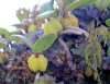 Bulbophyllum nutans (Thouars) Thouars. Ti carambole.