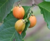 Bunchosia armeniaca. Bunchosie abricot.