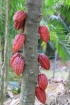Cacaoyer cacao. Fruit : Cabosse. Theobroma cacao