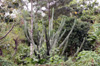 Cereus hexagonus. Cactus cierge