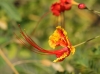 Fleur : Caesalpinia pulcherrima. Petit flamboyant.
