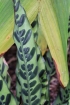 Calathea lancifolia Boom.