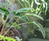 Calathea zebrina (Sims) Lindl.