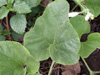 Feuille : Calebasse liane ou gourde. Lagenaria siceraria (Molina) Standl