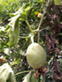 Calebasse sauvage ou melon sauvage. Lagenaria sphaerica