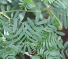 Calliandra surinamensis Benth.