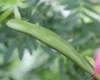 Calliandra surinamensis Benth.