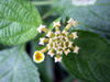 Fleurs : Camara piquant - Lantana aculeata
