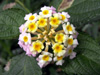 Fleurs : Camara piquant - Lantana aculeata
