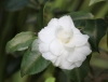 Camellia japonica. Camélia.
