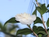 Camellia japonica. Camélia. Fleurs.