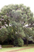 Camphrier ou arbre à camphre. Cinnamomum camphora