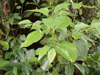 Feuilles : Camphrier ou arbre à camphre. Cinnamomum camphora