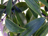 Cannelier de Ceylan ou Cannelle de Ceylan ou Cinnamome - Cinnamomum verum