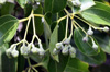 Fruits : Cannelier de Ceylan - Cinnamomum verum