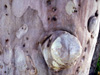 Carambole marron ou Arjan des Indes - Terminalia arjuna