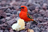 oiseau : Cardinal Foudia madagascariensis