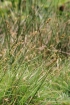 Carex leporina L.