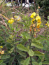 Pois rond marron ou Cascavelle jaune. Crotalaria retusa