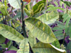 Feuilles Pois rond marron ou Cascavelle jaune. Crotalaria retusa