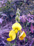 Fleurs Pois rond marron ou Cascavelle jaune. Crotalaria retusa
