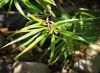 Cassine orientalis (Jacq.) Kuntze.