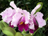 Orchidée Cattleya