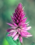 Fleur Celosia argentea