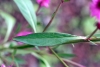 Feuille Celosia argentea