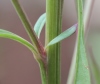 Tige Celosia argentea
