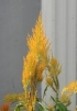 Celosia argentea var. plumosa. Célosie Plumeuse.