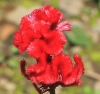 Fleur Celosia argentea var. cristata (L.) Kuntze.