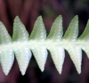 Ceradenia leucosora (Bojer ex Hook.) Parris.
