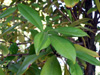 Cerisier du Brésil Cerise du Brésil - Eugenia brasiliensis