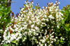 Floraison : Cerisier du Brésil - Eugenia brasiliensis