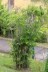 Chamaedorea seifrizii Burret. Palmier bambou.