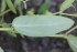 Euphorbia hypericifolia L. Feuille.