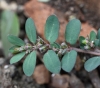 Euphorbia prostrata Aiton. Fleurs.