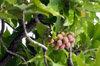 Magnolia champaca (L.) Baill. ex Pierre.
