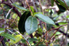 Aphloia theiformis. Change écorce indigène de La Réunion