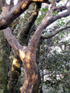 Change écorce arbre indigéne ile de La Réunion