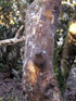 Change écorce arbre indigéne ile de La Réunion