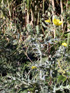 Chardon ou pavot épineux - Argemone mexicana
