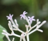 Chassalia corallioides (Cordem.) Verdc.