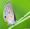 Papillon : Chilades pandava.