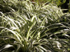 Phalangium, phalangère ou plante araignée. Chlorophytum comosum