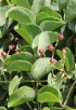 Cissus rotundifolia (Forssk.) Vahl.
