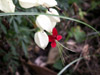 Fleur Clérodendron grimpant, Clérodendron de Thomson. Clerodendrum thomsoniae